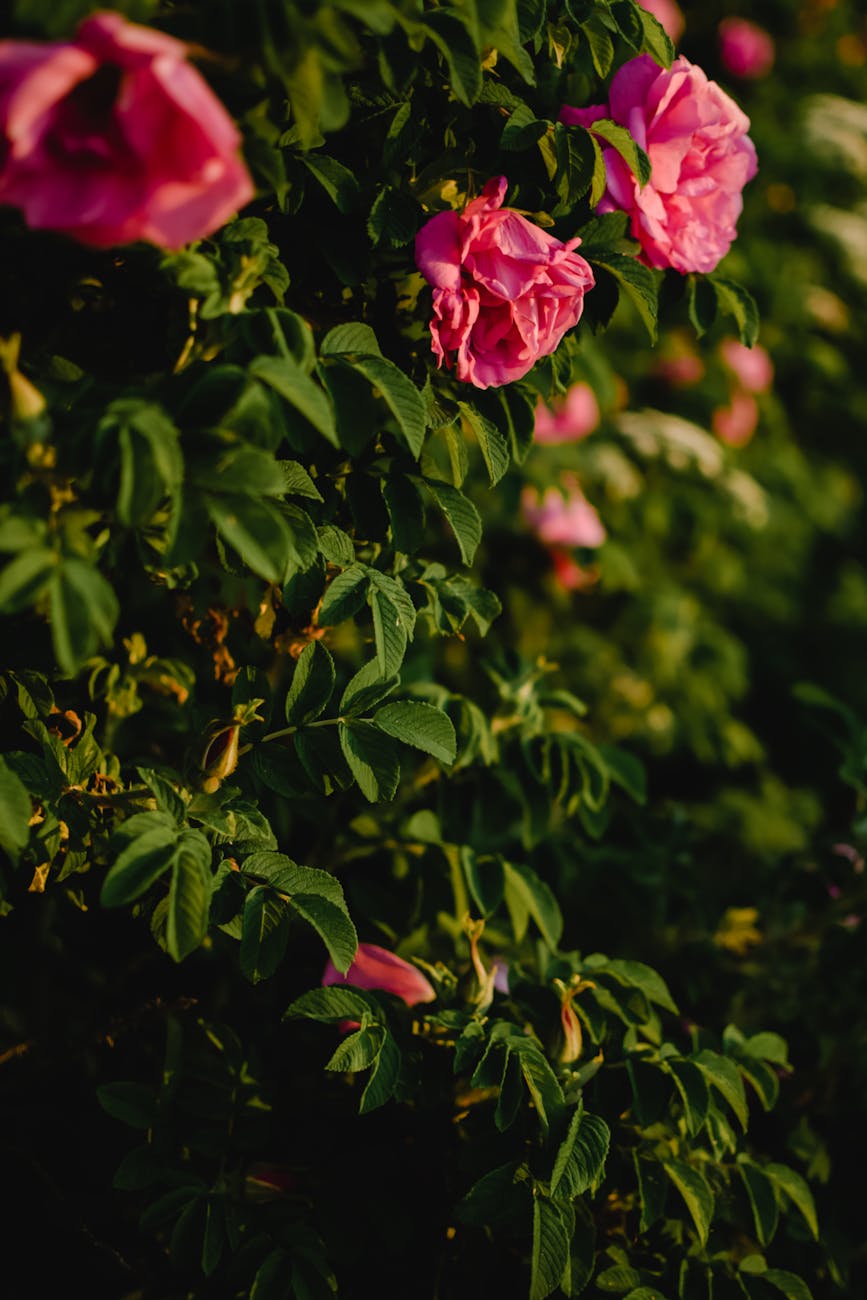 blooming pink roses and green leaves